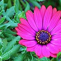 Purple Daisy