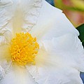 White w yellow center flower